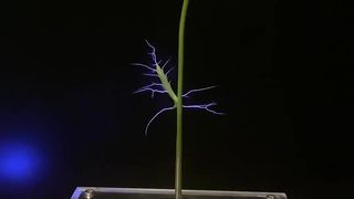 ASmR. Wowww