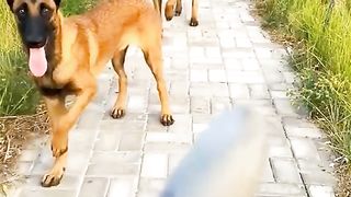 Funny Dog Viral Video 69