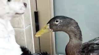Funny Dog Viral Video 70