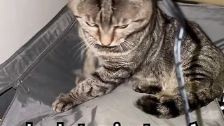 #drole #chat #miaou.
