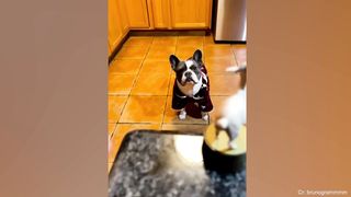 What It's Like Owning a French Bulldog ????