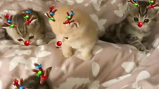 Cat turned into a Christmas tree