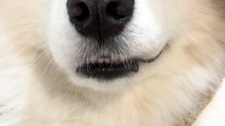 Dogs 03 2