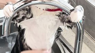 Cats 01