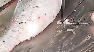 Who to cut fish