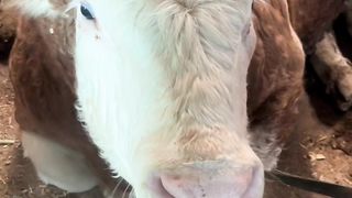 Animals 04