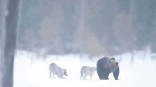 Amazing video 158