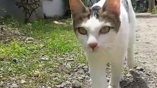 Petualangan Nemo