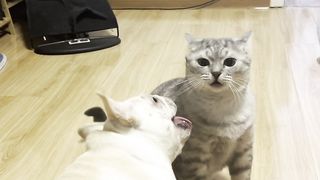 Dog & Cat 01