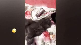 FUNNIEST CAT AND DOG VIDEOS 2023 #39