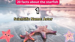20 Facts about starfish