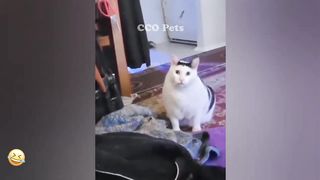 Funny Dogs, Cats and Animals Videos 2023 ????????Most Trending Animal Videos #28