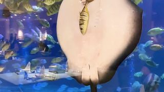 Animals 05