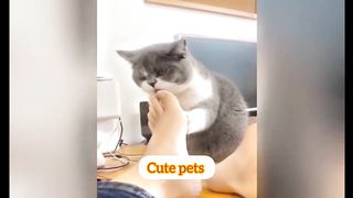 You Laugh You Lose ????Funniest Animals 2023????????????