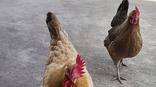 Chicken 01