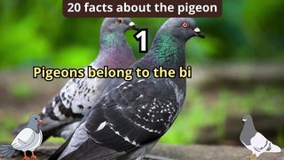 20 Facts about pigeon