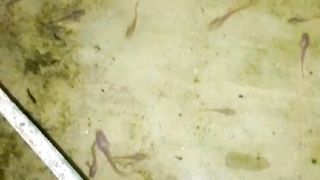 Kolam tertutup, dalam ruangan, bisa budidaya lele, tapi pegang konsekuensinya