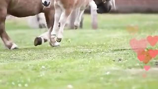 Horse Life