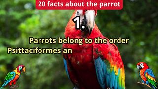 20 Facts about parrot