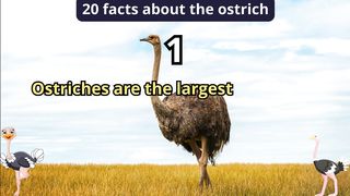 20 Facts about ostrich