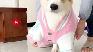 Dogs 04