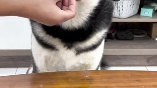 Dogs 05