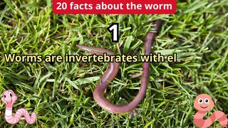 20 Facts about worm