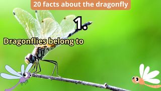 20 Facts about dragonfly