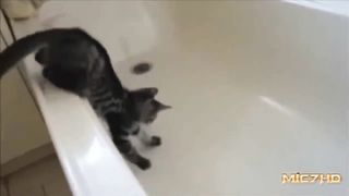 Epic Funny Cats 3 Minutes