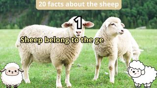 20 Facts about sheep