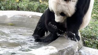 Panda 01