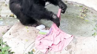 Monkey 01