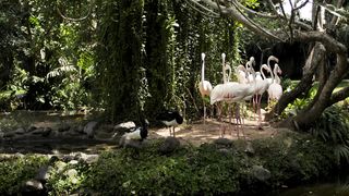 Sekelompok flamingo di tepi danau