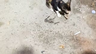 Its very cute stray pet cat to watch now