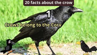 20 Facts about crow