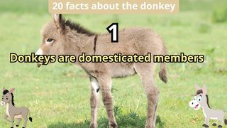 20 Facts about donkey