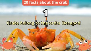 20 Facts about crab