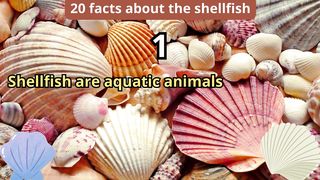 20 Facts about shellfish