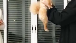 Anak anjing ini berdebat dengan teman majikan nya ????