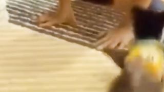 Anak anjing ini begitu bersemangat saat bermain bersama pemiliknya ????