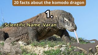 20 Facts about komodo dragon