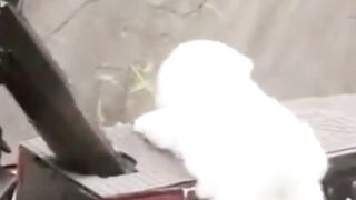 Anjing lucu ini begitu menggemaskan saat bermain