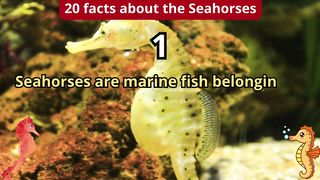 20 Facts about seahorses