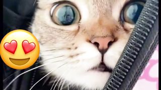 cute cat 46