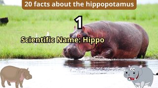 20 Facts about hippopotamus