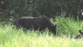black_bear