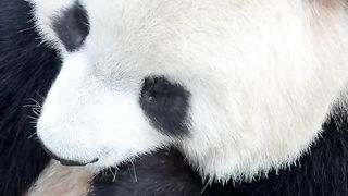 Panda 02