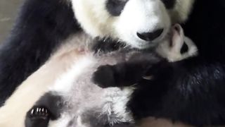 Panda 03