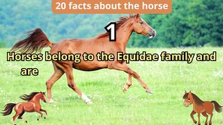 20 Facts about horse