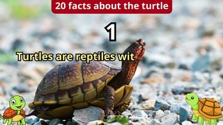 20 Facts about turtle